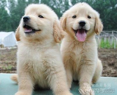 金毛犬批發(fā)價格與犬只寄養(yǎng)服務(wù)詳解