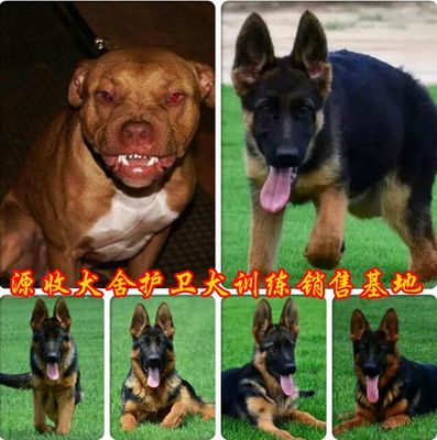 如何選擇湖北地區純種德牧與比特犬 價格指南及孝感購買途徑