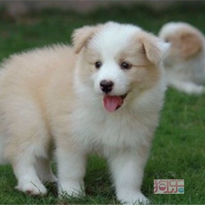 資陽地區出售聰明好訓練的邊境牧羊犬 疫苗齊全、完美售后與專業寄養服務