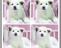 抽獎砸金蛋同城熱促，享犬只寄養超值優惠