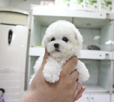 廣州購買小體比熊犬指南 價格、渠道與注意事項