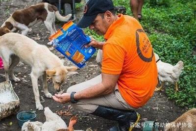 英國的寵物銷售法因它而改變——Lucy的故事與犬只寄養改革