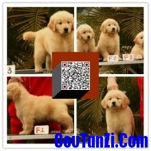 可愛健康的美系大頭金毛寶寶待售