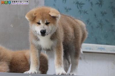 精品日本秋田犬出售與寄養服務