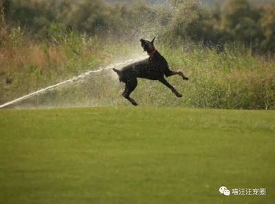 西安鉑肯犬舍 專業杜賓犬繁育與銷售專家