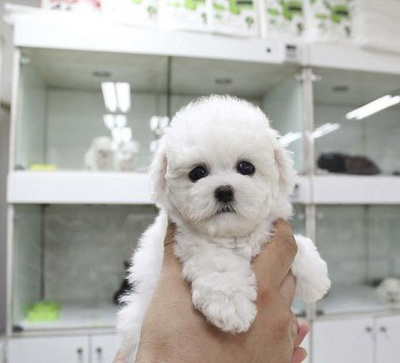 廣州購買小體比熊犬指南 價格與銷售渠道分析