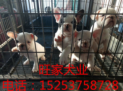 太原地區杜高犬價格與犬只寄養服務指南