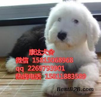 中山古代牧羊犬購買指南 哪里買及價格參考