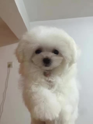 犬舍誠信直銷 健康純種馬爾濟斯幼犬，貼心送貨服務