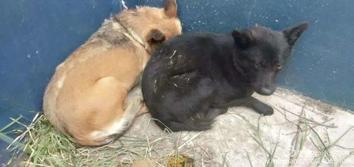 長治潞城漳澤水庫及南三廠區域犬只寄養重要通知