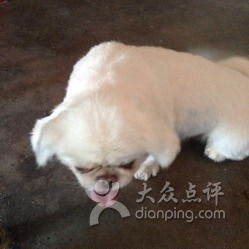 旺旺寵物美容洗澡寄養一站式服務與高品質犬只銷售