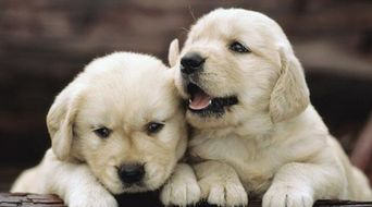 哈爾濱首批7只導盲犬獲認證并開始寄養服務