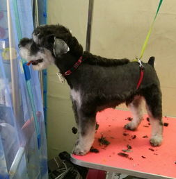 蔡塘萌多多寵物店——全方位的寵物生活服務專家