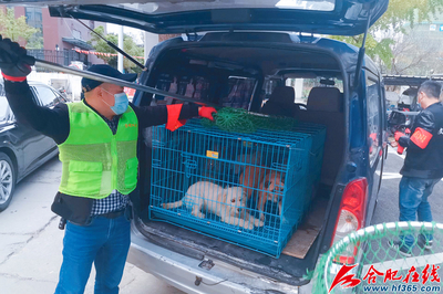 合肥經開區推行流浪狗常態化收容與規范犬只銷售機制