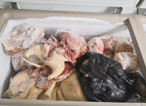 跨省毒狗百余只，犬只寄養埋隱患