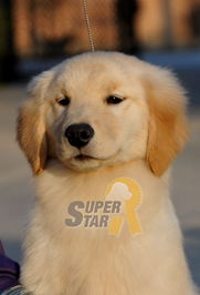 近期在售犬只匯總，價格優惠，敬請關注