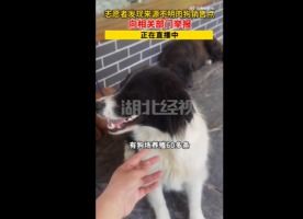 犬只寄養全攻略 如何為愛犬選擇可靠的寄養服務