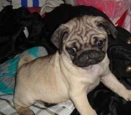 純種雙血統巴哥犬活體幼犬 鷹嘴精品，佛山寵物優選