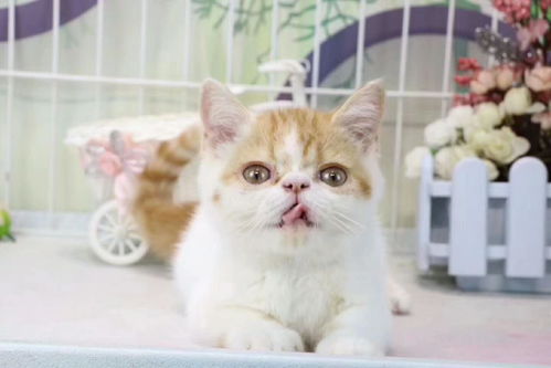 專業貓舍精品加菲貓繁殖與成都寵物寄養服務