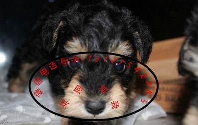 專業繁殖賽級雪納瑞 精品犬只與寄養服務