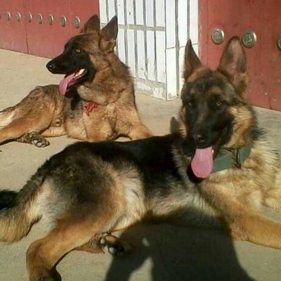 蛟河地區黑背小狼狗與長毛牧羊犬購買指南及托運信息