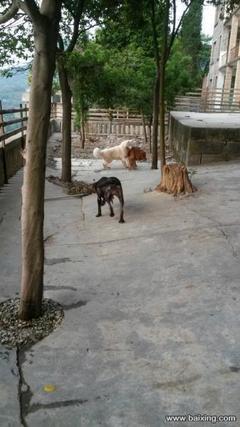 重慶大中型犬只寄養服務 專業、安全、貼心的選擇