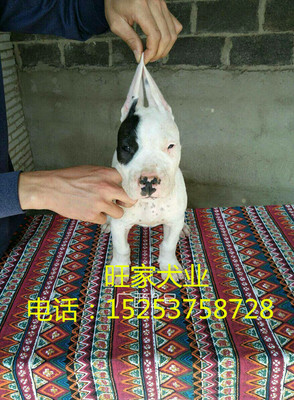 天津拉布拉多犬價格與購買指南