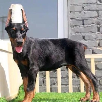 高加索犬 飼養指南、購買渠道與犬只寄養信息