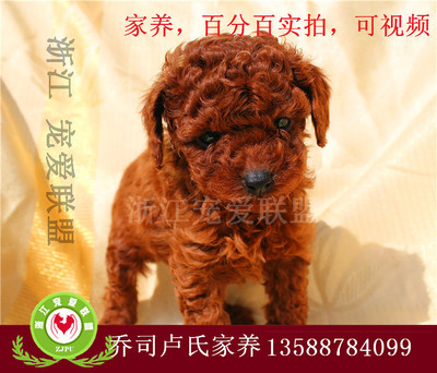 浙江寵愛聯盟官網犬只本地銷售與杭州19樓寵物交易綜合服務