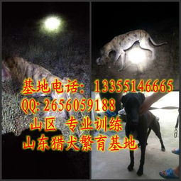 福建永定地區德國牧羊犬購買與犬只寄養服務指南