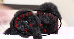 德宏寵物狗犬只寄養指南 為愛寵尋找安心之家