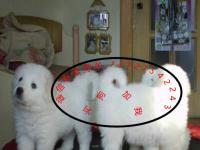 百色寵物狗犬只寄養指南 讓愛寵安心，讓主人放心