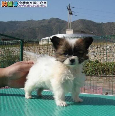 解決蝴蝶犬在沙發上便便的困擾 原因分析與訓練指南