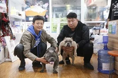 一飛惡霸犬舍 專業培育體形夸張、肌肉分明的頂級犬只
