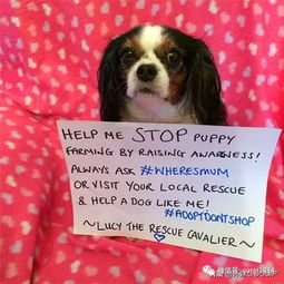 從一只繁殖犬的離世到“露西法案” 英國如何走向寵物領養優先的時代