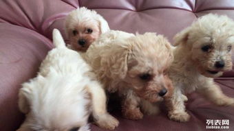 專業犬只服務 泰迪幼犬批量銷售與高品質寄養解決方案