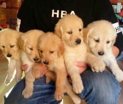 愛心接力 尋找新家的小天使們