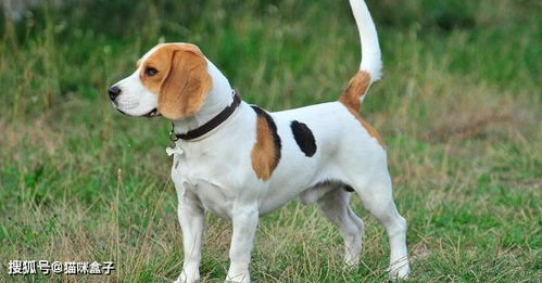 比格犬 為何成為國際公認的實驗犬明星與科學寄養的雙重角色