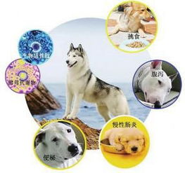 警惕寵物市場亂象 多數售犬實為無監管的‘三無’寄養