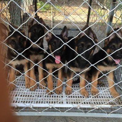 阜新中亞牧羊犬養狗場 專業繁育，守護與忠誠的源泉