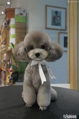 金華寵物犬只寄養指南 為愛寵打造安心假期