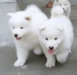 廣州薩摩耶幼犬市場價(jià)格與購買指南