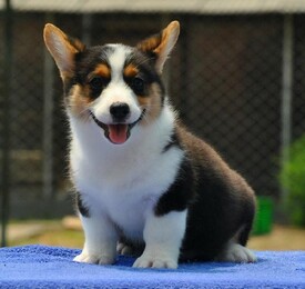 保山柯基犬飼養(yǎng)指南 犬只健康喂養(yǎng)與選購須知