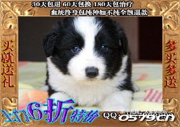 關(guān)于浙江地區(qū)純種邊境牧羊犬購買的溫馨提示與指南