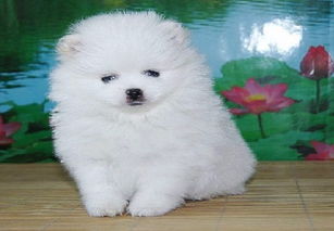 關(guān)于長沙茶杯博美幼犬的購買與寄養(yǎng)指南