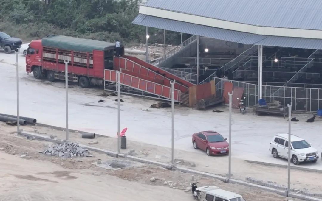 從檢疫缺失到情感聯(lián)結(jié) 解析犬只屠宰與寄養(yǎng)背后的社會(huì)爭議