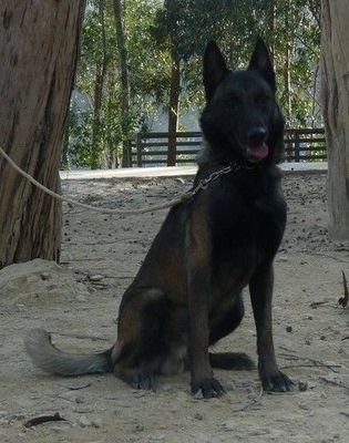 關(guān)于犬只購買的重要提示與建議