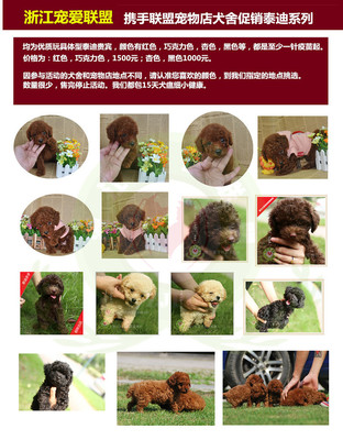 中秋寵物團(tuán)圓季 浙江寵愛聯(lián)盟推出超低價(jià)犬只銷售